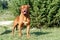 Dogue de Bordeaux