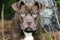 Dogue de Bordeaux bulldog mixed breed dog