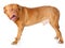 Dogue de Bordeaux (French mastiff)