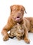 Dogue de Bordeaux (French mastiff) and Bengal cat (Prionailurus