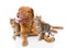 Dogue de Bordeaux (French mastiff) and Bengal cats