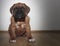 Dogue de Bordeaux - Little puppy