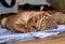 Dogue de Bordeaux - Little puppy