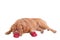 Dogue de bordeaux lying next to red slippers