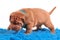 Dogue De Bordeaux pupp is only learning to walk