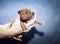 Dogue de Bordeaux - Puppies - 6 days