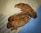 Dogue de Bordeaux - Puppies - Age 11 days