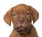 Dogue de Bordeaux puppy, 8 weeks old