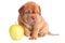 Dogue De Bordeaux puppy with apple