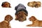 Dogue de Bordeaux puppy collage