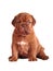 Dogue De Bordeaux puppy sitting