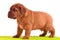 Dogue De Bordeaux puppy is standing