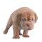 Dogue De Bordeaux puppy walking