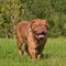 Dogue De Bordeaux in summer meadow