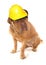 Dogue De Bordeaux wearing a builders safety helmet
