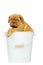 Dogue De Boudeux Puppy in a bucket