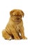 Dogue De Boudeux Puppy Isolated on a white background