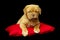 Dogue De Boudeux Puppy laid on a red cushion