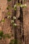 Dogwood against the sequoia