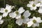 Dogwood Blooms