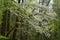 Dogwood Blooms hang over the landscape in the Smokies.