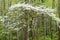 Dogwood Blooms hang over the landscape in the Smokies.