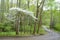 Dogwood Blooms hang over the landscape in the Smokies.