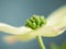 Dogwood Blossom Close Up