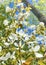 Dogwood blossoms from dogwood tree