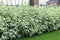 Dogwood bushes 1 mete height hedge