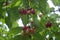 Dogwood Cornus Cornelian branch Cornus mas (Cornelian cherry, European cornel or dogwood) Bright red berries of cornel or dogwood