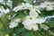 Dogwood Cornus florida blooming in the spring