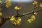 Dogwood (Cornus mas) flowering