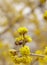 Dogwood or european cornel tree branches springtime in bloom, Cornelian cherry with yellow flowers in sunlight