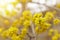 Dogwood or european cornel tree branches springtime in bloom, Cornelian cherry with yellow flowers in sunlight