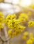 Dogwood or european cornel tree branches springtime in bloom, Cornelian cherry with yellow flowers in sunlight