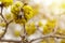 Dogwood or european cornel tree branches springtime in bloom, Cornelian cherry with yellow flowers in sunlight