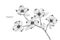 Dogwood flower drawing illustration. Black and white with line art.