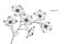 Dogwood flower drawing illustration. Black and white with line art.