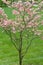 Dogwood-Flowering-Pink_847720.CR2