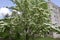 Dogwood-Flowering-White_847721.CR2