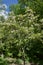 Dogwood-Flowering-White_847722.CR2