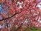 Dogwood Flowers and Clouds