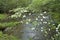 Dogwood, Spring, Smoky Mountains