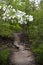 Dogwood Tree Along a Wooded Arkansas Trail