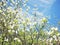 Dogwood tree blossom