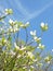 Dogwood tree blossom