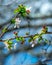 Dogwood Tree Blossoms