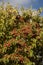 Dogwood tree laden with fruits