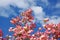 Dogwood tree with showy and bright pink biscuit-shaped flowers and green leaves on blue sky with clouds background